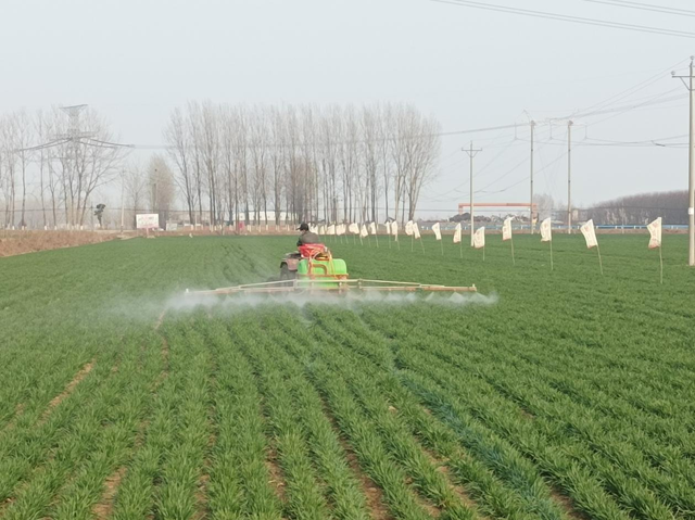 駐馬店：“倒春寒”來(lái)襲 農(nóng)技專(zhuān)家支招小麥田間管理