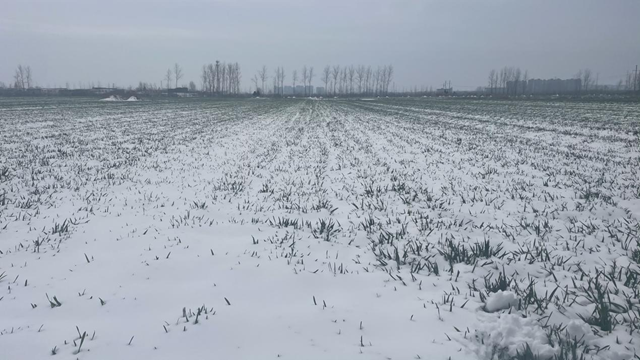 駐馬店：“及時(shí)雪”潤(rùn)澤萬(wàn)畝麥田 種糧大戶喜笑顏開(kāi)