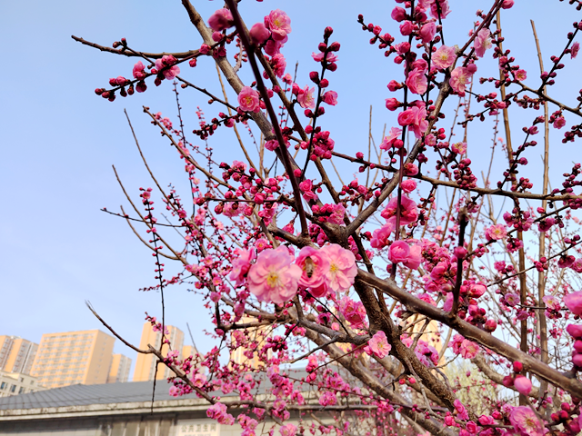 駐馬店開(kāi)源公園：梅花綻放春意濃
