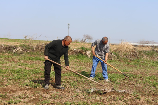 驛城區(qū)香山街道：搶抓春耕好時機 種下藥材“金種子”