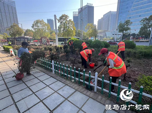 示范區(qū)綜合執(zhí)法大隊(duì)積極開展補(bǔ)植增綠工作