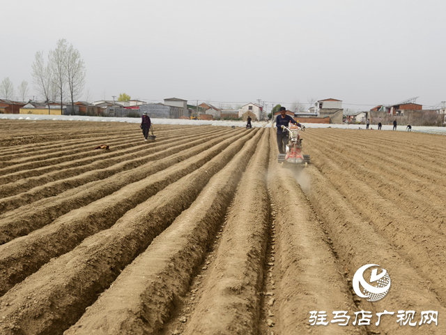 驛城區(qū)水屯鎮(zhèn)：生姜“種”出致富新希望