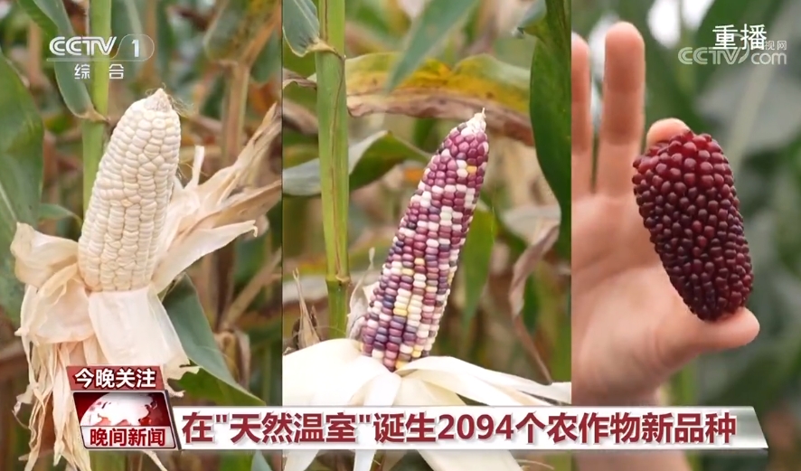 黑紫色玉米、棕色秋葵……你見(jiàn)過(guò)的、沒(méi)見(jiàn)過(guò)的瓜果蔬菜這都有！