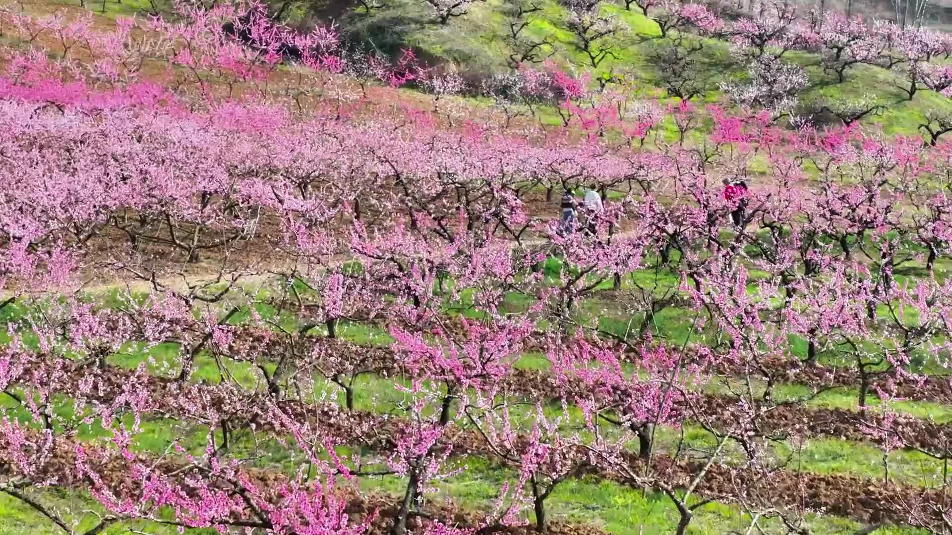 泌陽(yáng)馬谷田萬(wàn)畝桃花競(jìng)相綻放 邀您共赴春日之約