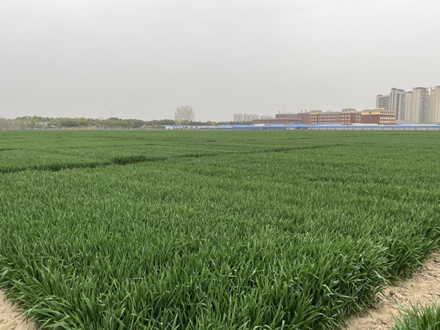 寒潮來(lái)襲小麥如何“保暖”？駐馬店農(nóng)科專家支招科學(xué)應(yīng)對(duì)