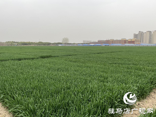 寒潮來襲小麥如何保暖？駐馬店農(nóng)科專家支招科學應對