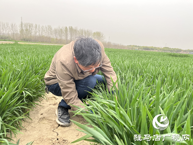 寒潮來襲小麥如何保暖？駐馬店農(nóng)科專家支招科學應對