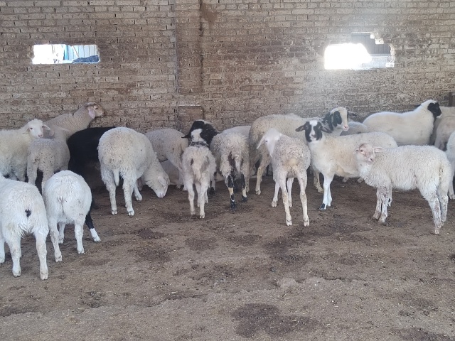 駐馬店市動物防疫檢疫中心發(fā)布4月份動物預(yù)警預(yù)報(bào)