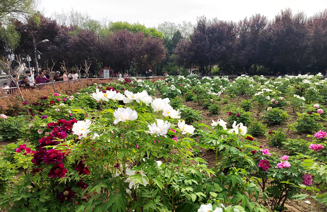 駐馬店南海公園1000多株牡丹迎來盛花期
