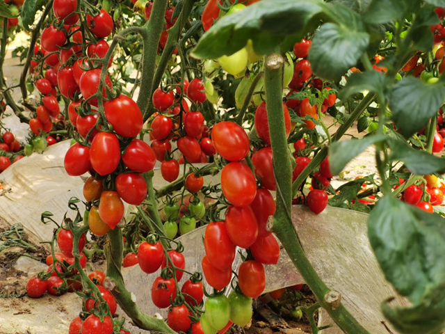 驛城區(qū)：特色種植結(jié)出“致富果” 農(nóng)旅融合繪鄉(xiāng)村振興新圖景