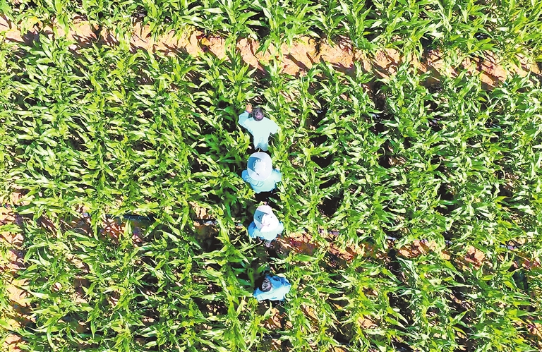 種子的秘密——從玉米高產(chǎn)看河南種業(yè)創(chuàng)新