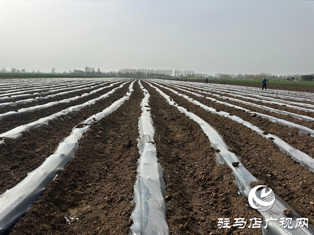 泌陽縣郭集鎮(zhèn)：不負(fù)好春光 煙苗移栽忙