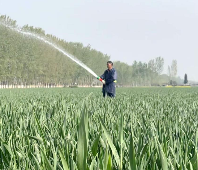 駐馬店：加強(qiáng)孕穗期麥田管理 確保小麥豐產(chǎn)豐收