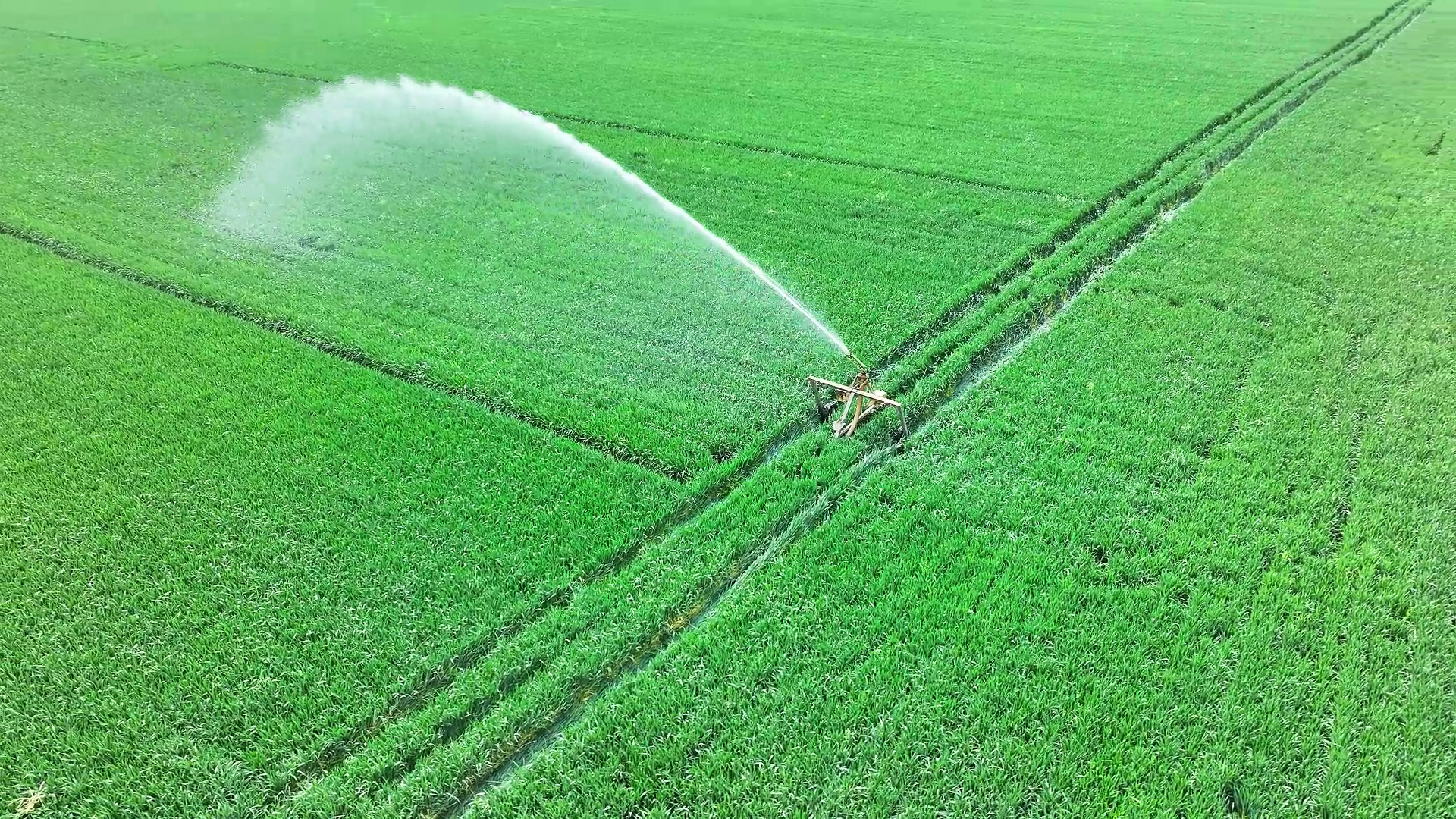 部分麥田墑情不足 河南各地積極抗旱澆麥