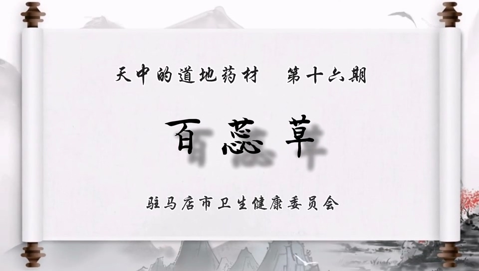 天中道地藥材——百蕊草