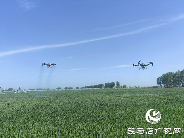 驛城區(qū)20萬(wàn)物資+無(wú)人機(jī)飛防打響小麥病蟲害防治“攻堅(jiān)戰(zhàn)”