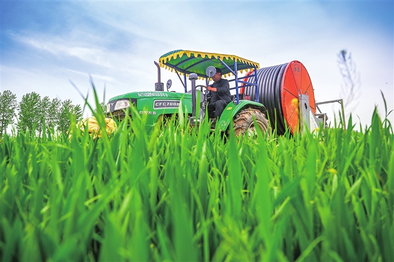 確保麥田用水 奪取夏糧豐收