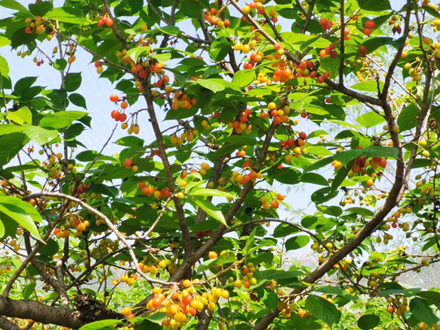 驛城區(qū)胡廟鄉(xiāng)：櫻桃映紅振興路 農(nóng)旅融合繪新篇