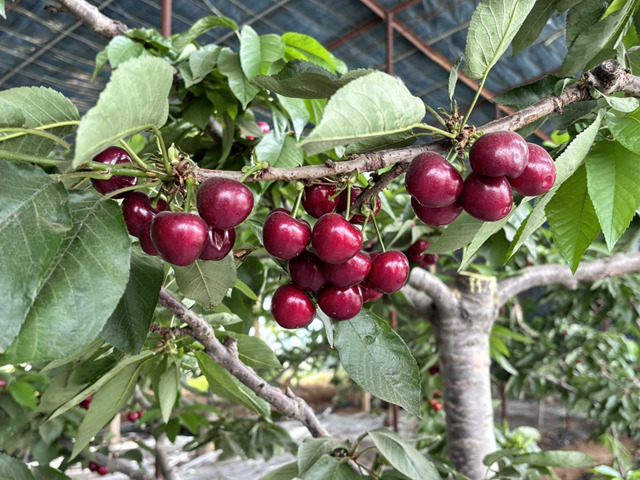 驛城區(qū)蟻蜂鎮(zhèn)：顆顆車?yán)遄庸泔h滿園