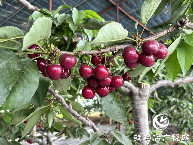 驛城區(qū)蟻蜂鎮(zhèn)：顆顆車厘子果香飄滿園