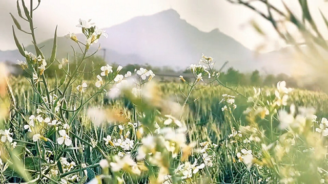 駐馬店市驛城區(qū)：蘿卜花海繪就共富新景“一村一品”綻放鄉(xiāng)村振興活力