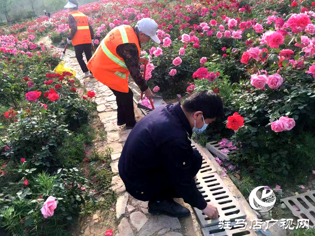 綠意蔥蘢花滿城！確山縣住建局精心打造“城市大花園”