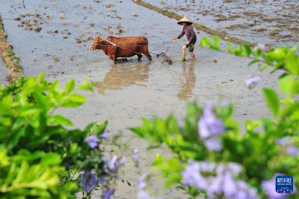立夏農(nóng)事忙