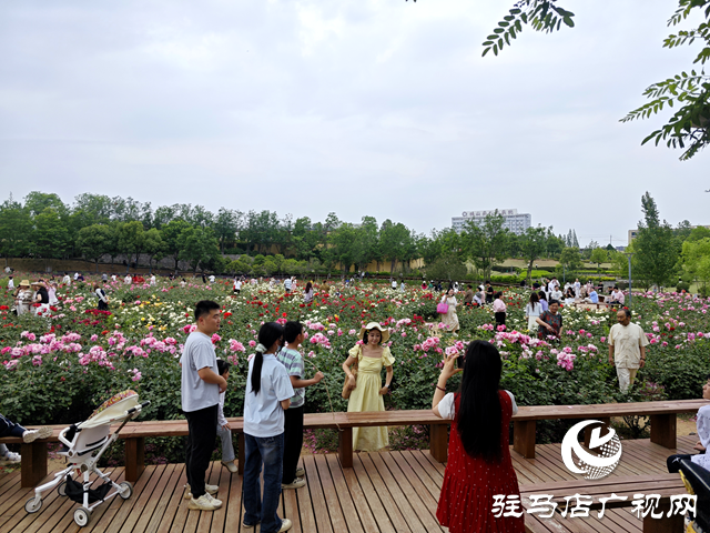 綠意蔥蘢花滿城！確山縣住建局精心打造“城市大花園”