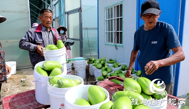正陽(yáng)縣熊寨鎮(zhèn)王樓村:大棚蔬菜多點(diǎn)開(kāi)花 鄉(xiāng)村振興勢(shì)能強(qiáng)勁