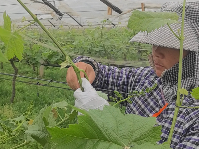 確山縣雙河鎮(zhèn)陳店村：百畝葡萄園管護(hù)忙