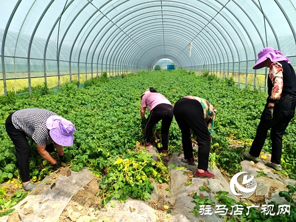 平輿縣辛店鄉(xiāng)黃寨村：春土豆迎來豐收季 助農(nóng)增收添“薯”光