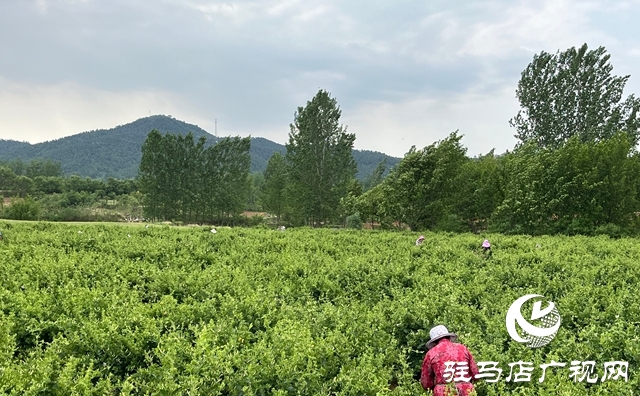 泌陽縣盤古鄉(xiāng)：小小金銀花 致富大產(chǎn)業(yè)
