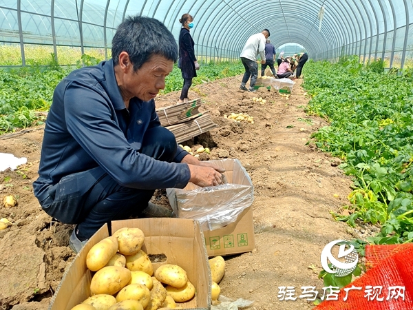 平輿縣辛店鄉(xiāng)黃寨村：春土豆迎來豐收季 助農(nóng)增收添“薯”光