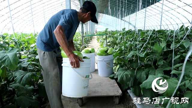 正陽(yáng)縣熊寨鎮(zhèn)王樓村:大棚蔬菜多點(diǎn)開(kāi)花 鄉(xiāng)村振興勢(shì)能強(qiáng)勁