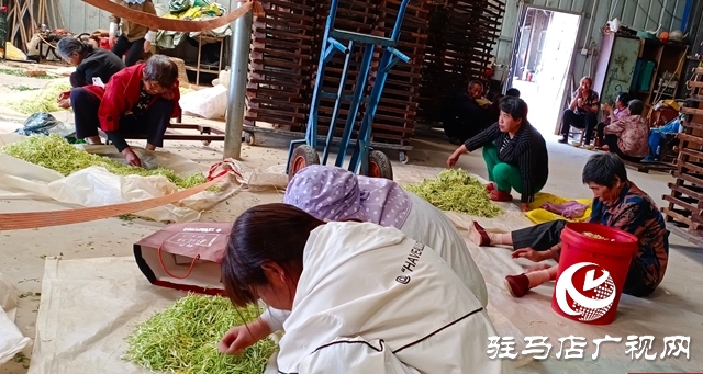 泌陽縣盤古鄉(xiāng)：小小金銀花 致富大產(chǎn)業(yè)