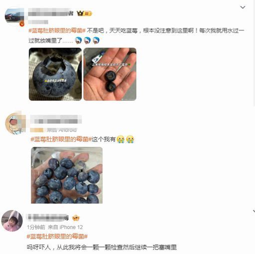 藍(lán)莓這個(gè)地方容易滋生霉菌 吃前別忘給它“掏耳朵”
