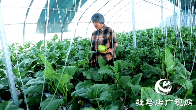 正陽(yáng)縣熊寨鎮(zhèn)王樓村:大棚蔬菜多點(diǎn)開(kāi)花 鄉(xiāng)村振興勢(shì)能強(qiáng)勁