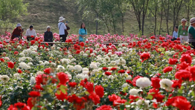 確山縣：盤龍山公園月季花盛放 游客爭相打卡賞花