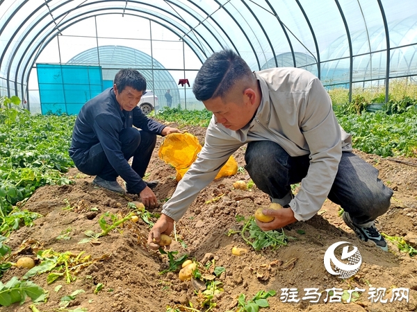 平輿縣黃寨村：春土豆變身“小金豆” 產(chǎn)業(yè)鏈升級(jí)鋪就致富路