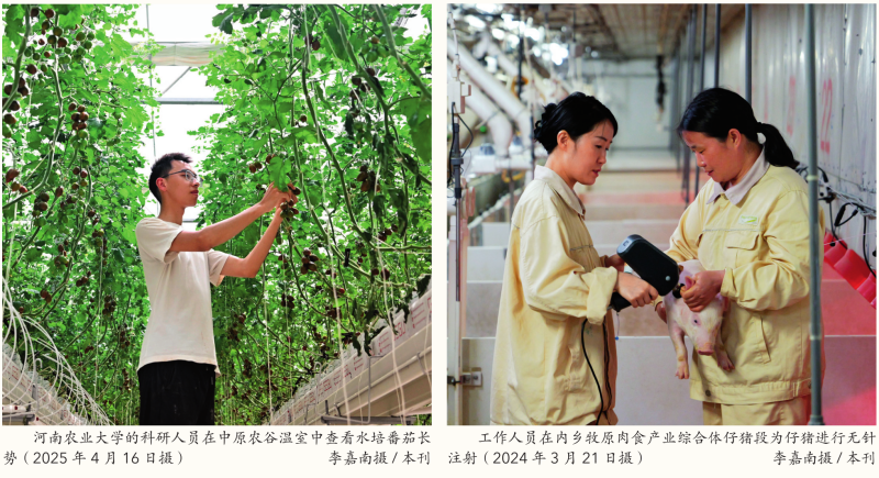 瞭望·治國理政紀(jì)事｜牢牢抓住糧食這個核心競爭力