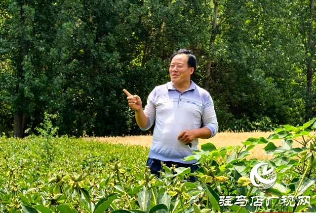 泌陽縣黃山口鄉(xiāng)：一株草藥繪就富民產(chǎn)業(yè)新圖景