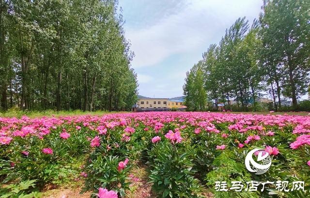 泌陽縣黃山口鄉(xiāng)：一株草藥繪就富民產(chǎn)業(yè)新圖景