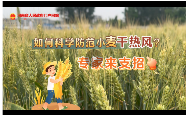 訪談丨如何科學(xué)防范小麥“干熱風(fēng)”？專家來(lái)支招→