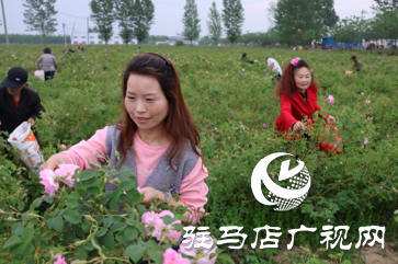 正陽:玫瑰采摘正當(dāng)時(shí) 千畝花海引客來
