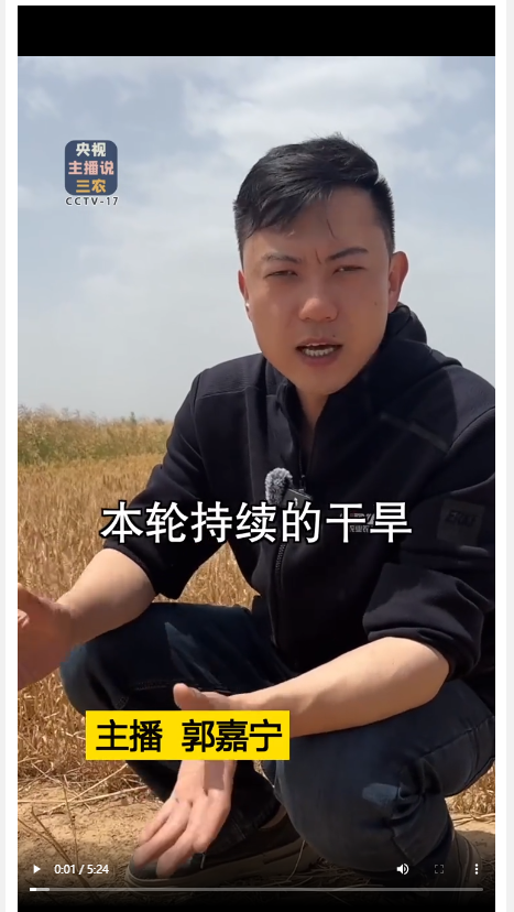 本輪干旱對河南小麥產(chǎn)量影響到底有多大？總臺記者深入河南麥田實地探訪