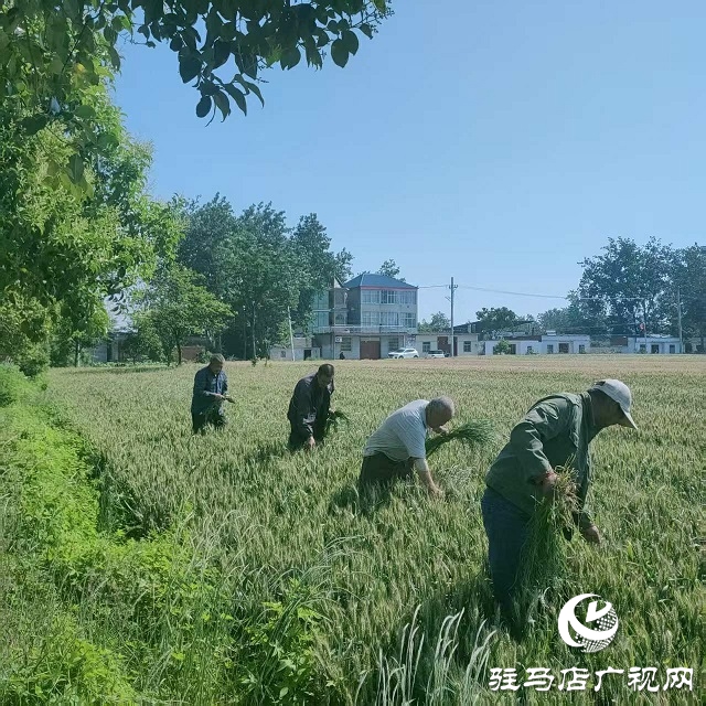 新蔡縣頓崗鄉(xiāng)持續(xù)扎實(shí)做好多花黑麥草拔除工作