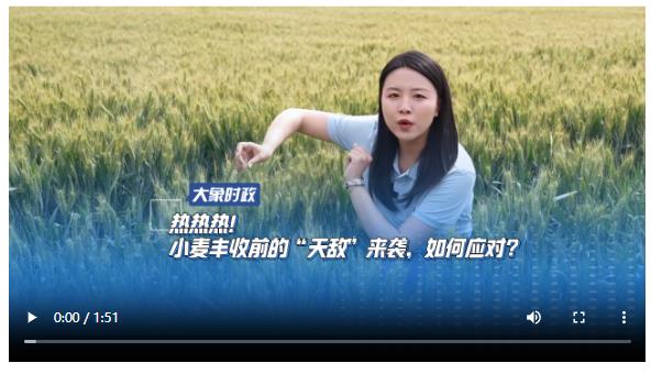 熱熱熱！小麥豐收前的“天敵”來(lái)襲，如何應(yīng)對(duì)？