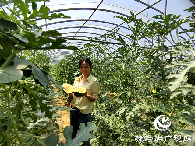 驛城區(qū)蟻蜂鎮(zhèn)魯灣村：黨建引領(lǐng)結(jié)碩果 特色產(chǎn)業(yè)富鄉(xiāng)鄰