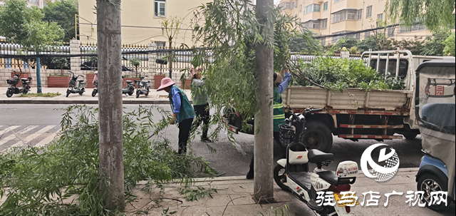  開發(fā)區(qū)城市管理局：持續(xù)開展行道樹安全修剪專項行動