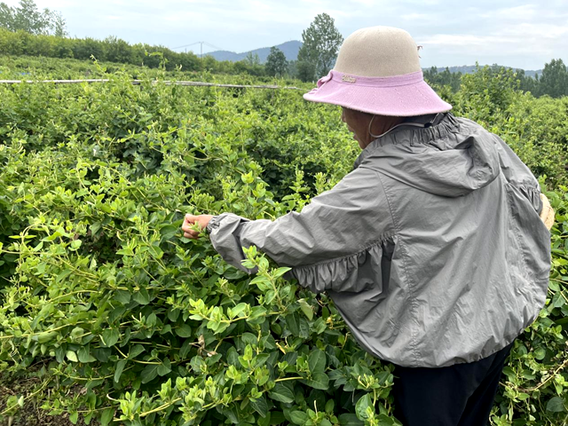 泌陽縣盤古鄉(xiāng)臥牛山村：金銀花開“金銀”來 返鄉(xiāng)青年帶富一方